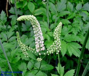 black_cohosh