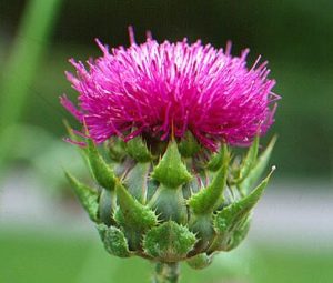 milk_thistle