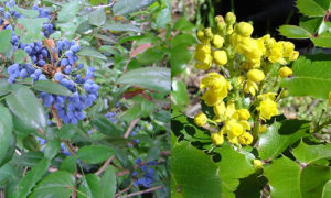 oregon_grape